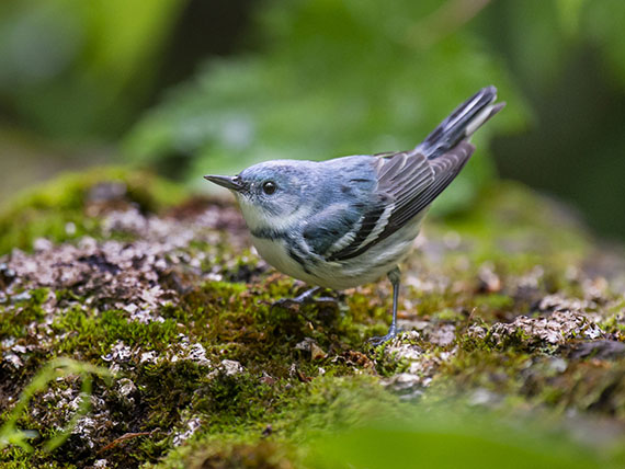 Cerulean warbler