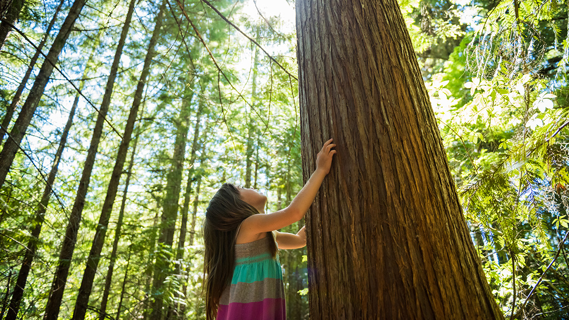A school age child looking up at and touching a tall tree in a forest.