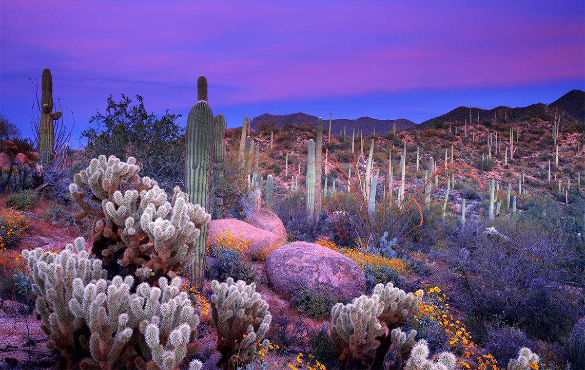 A variety of different kinds of cactuses in a dessert. The background is has a clear sky.