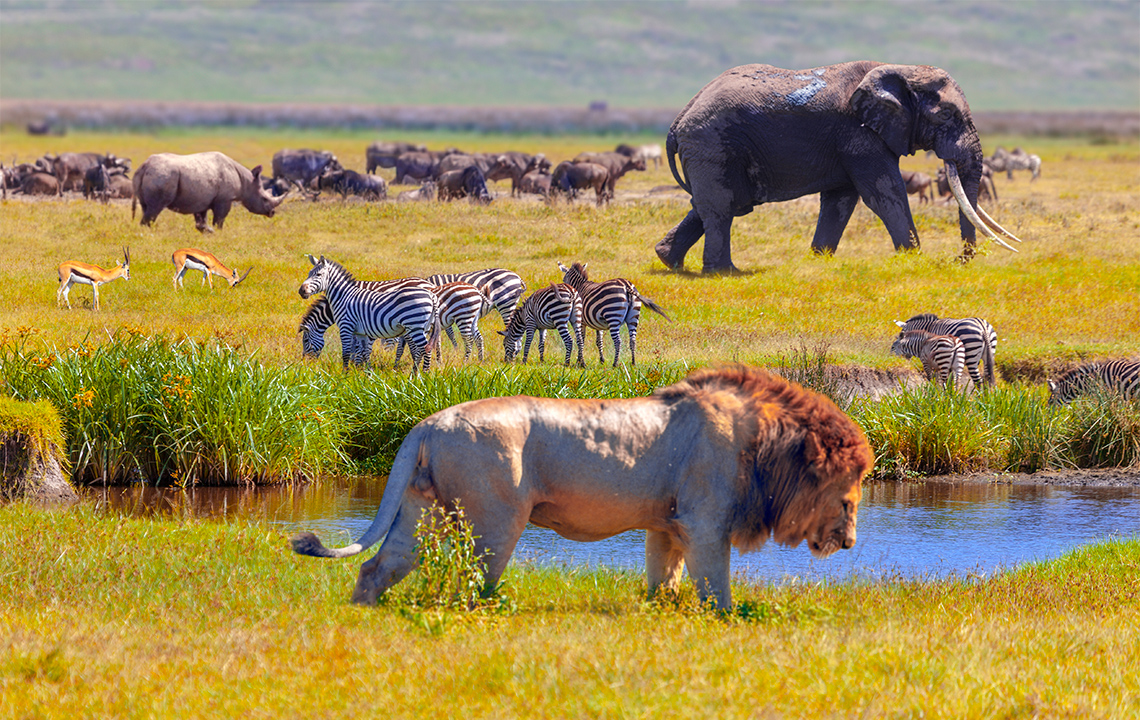 A safari landscape with a lion in front of a small body of water. In the background there are elephants, rhinos, deer, and zebras.
