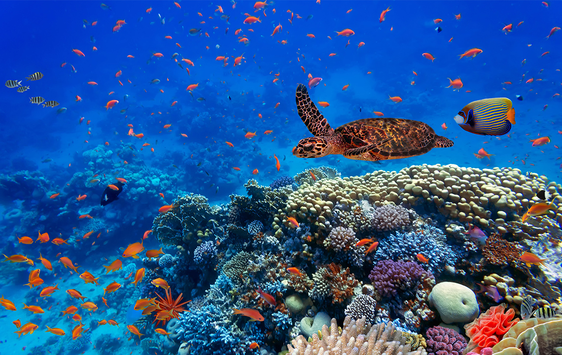 An underwater ecosystem with coral reefs a turtle swimming, and various tropical fish swimming.