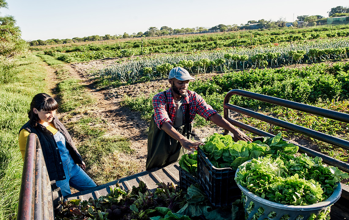 Two adults loading crops into baskets onto the back of a truck. The background has a large field of crops growing.
