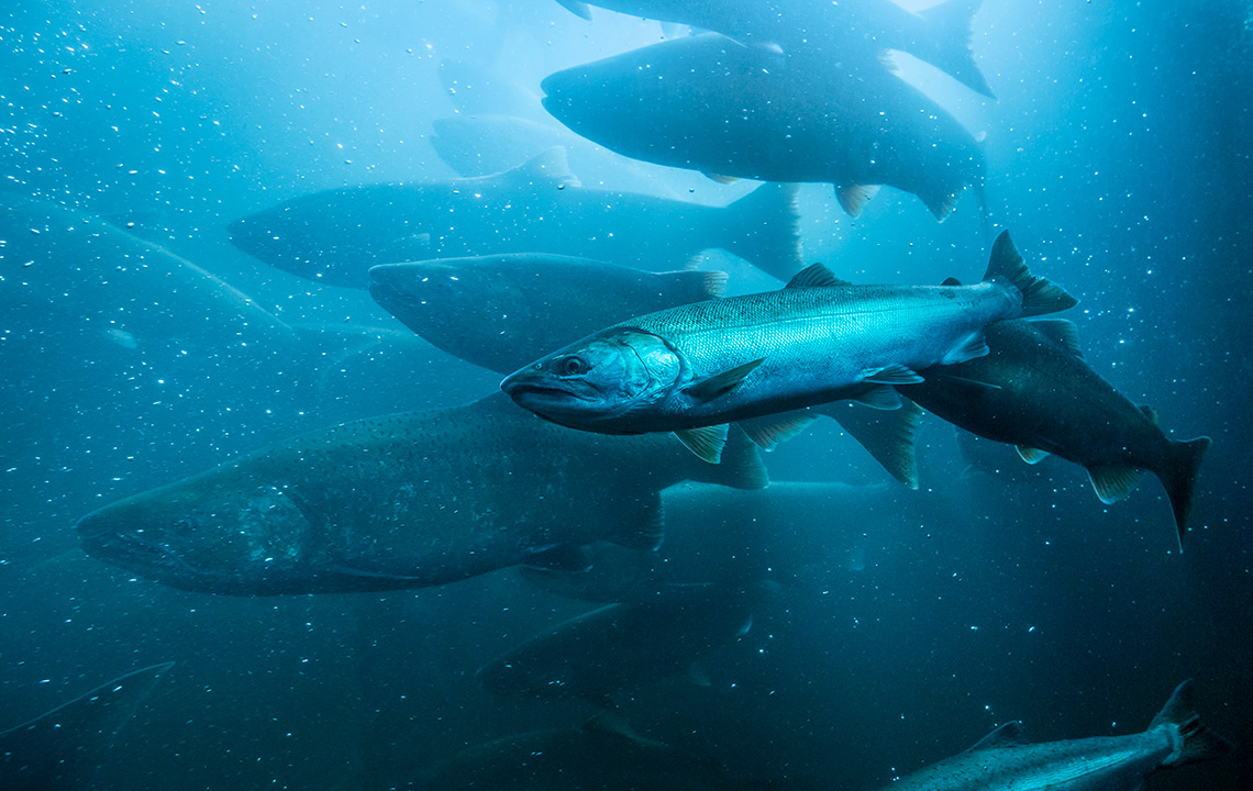 There are ten wild salmon swimming underwater.