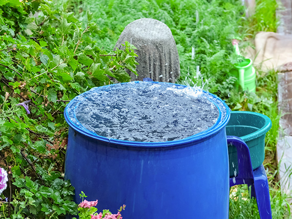 A large barrel placed in a grass background. The barrel is filled with water.