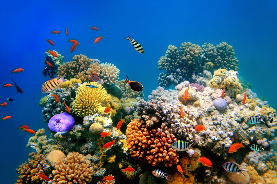 Fish and sea creatures with coral reef.