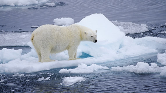 A polar bear sitting on a piece of ice.