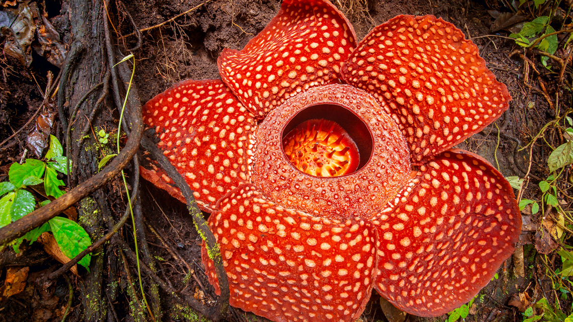 Rafflesia, biggest flower in the world, with five large dotted petals.