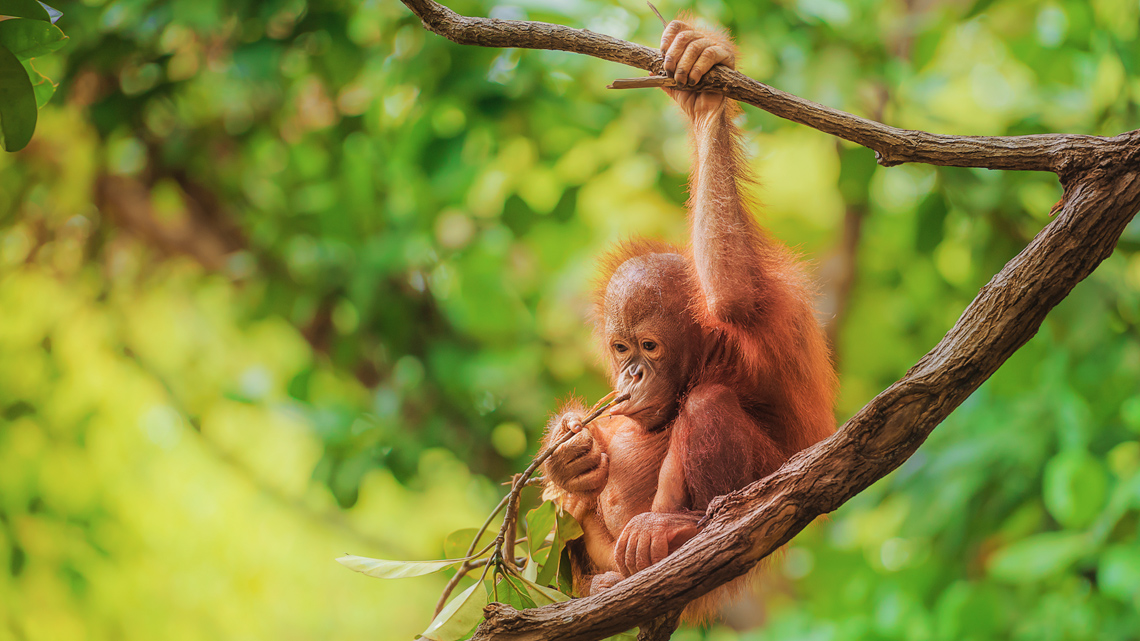 Baby orangutan sitting on a tree branch in the Borneo rainforest.