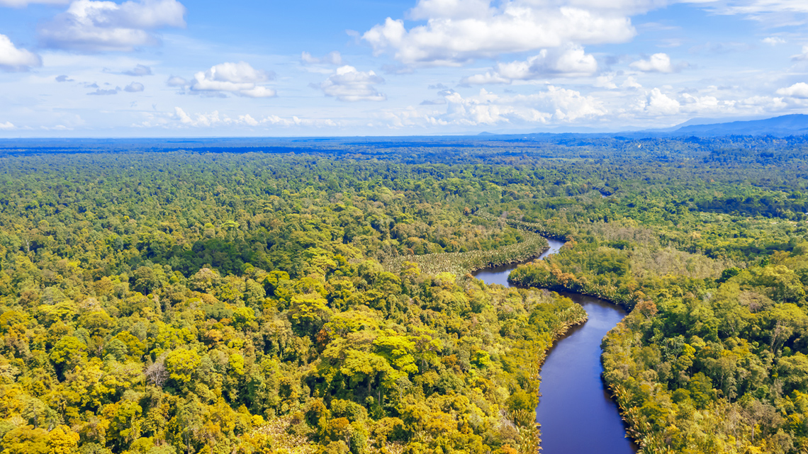 Borneo rainforest with running river.