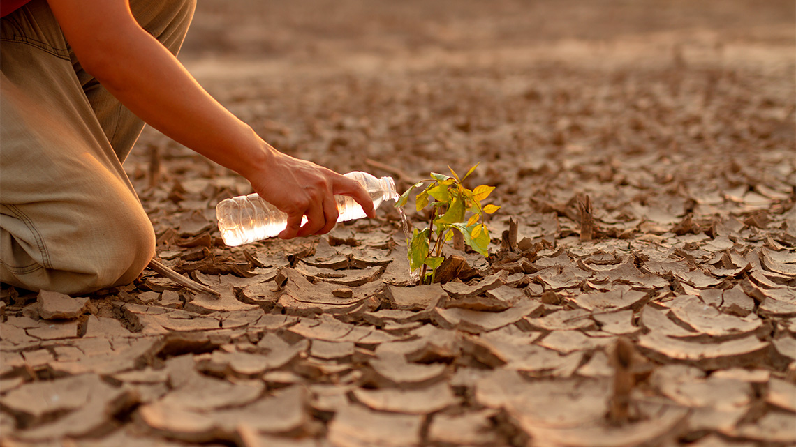 A person watering one plant growing out of very dry soil.