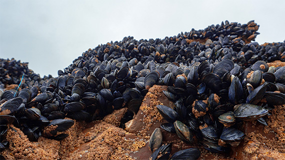 A clam garden.