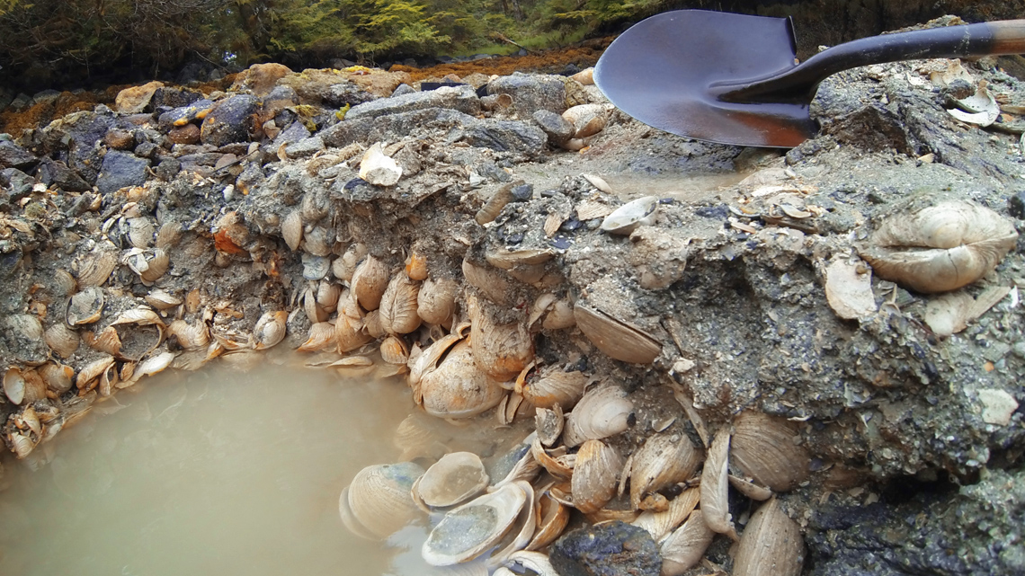 Indigenous clam gardens with large clams.
