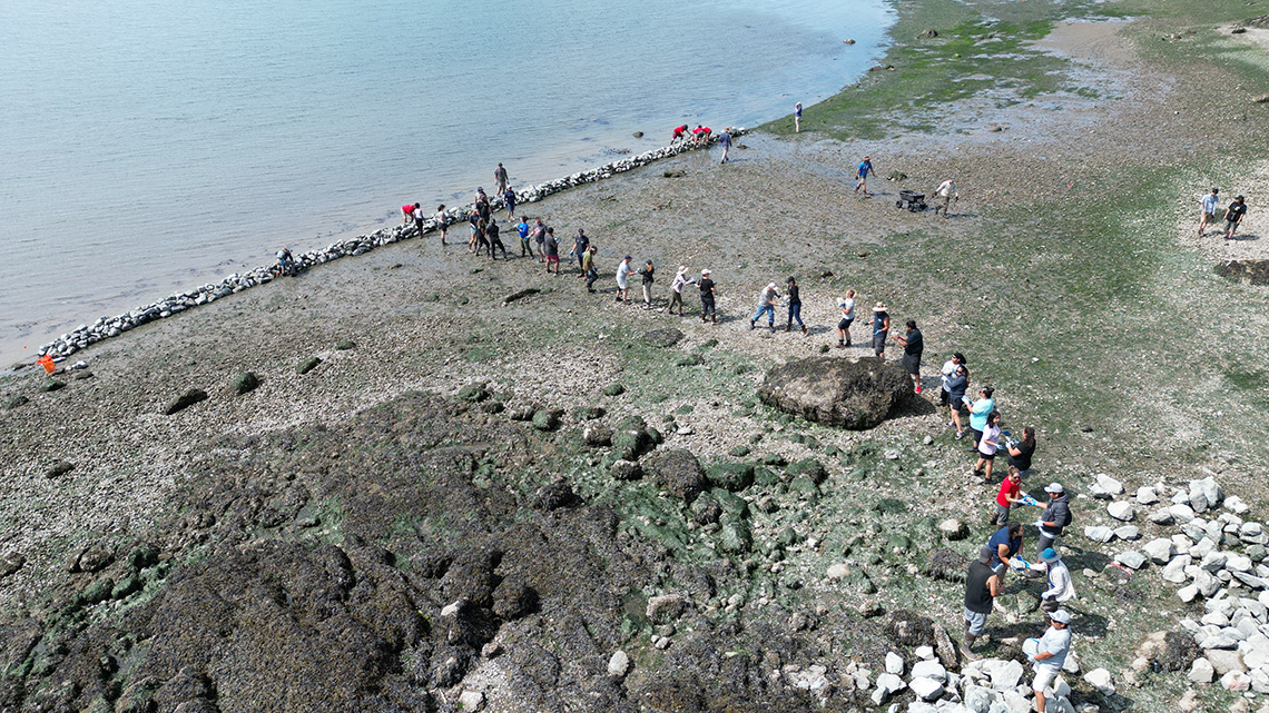 Many people on the beach passing rocks as they help lay the foundation for the Swinomish Tribe’s clam garden in August 2022.