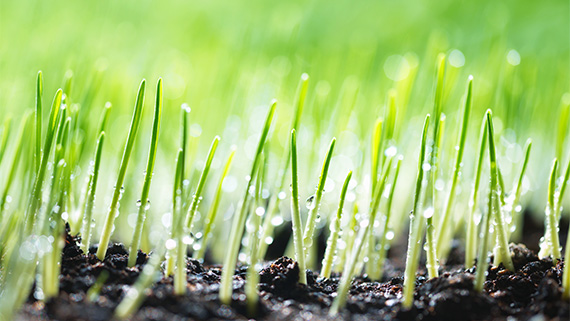 A close up of grass coming through the soil.
