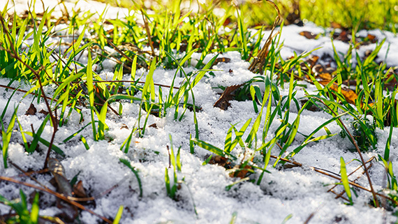 Grass growing up through snow.