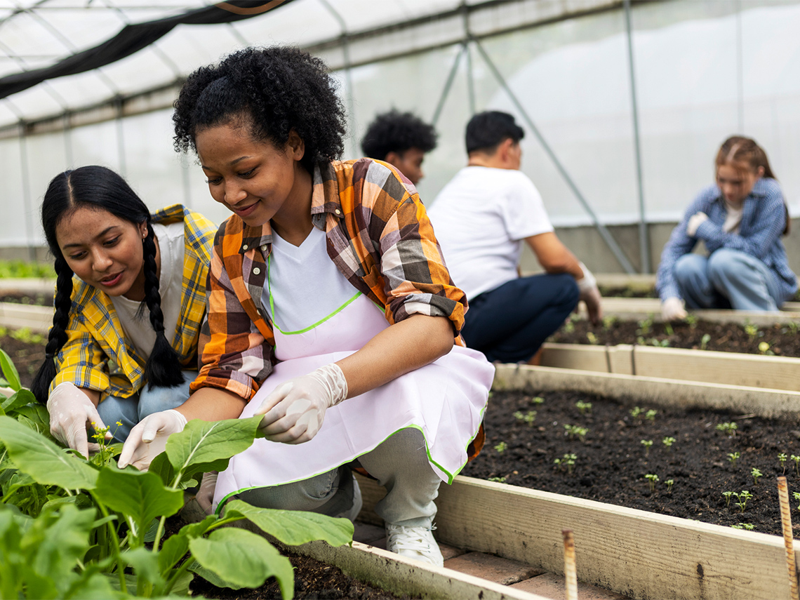 Groups of people working in a greenhouse.