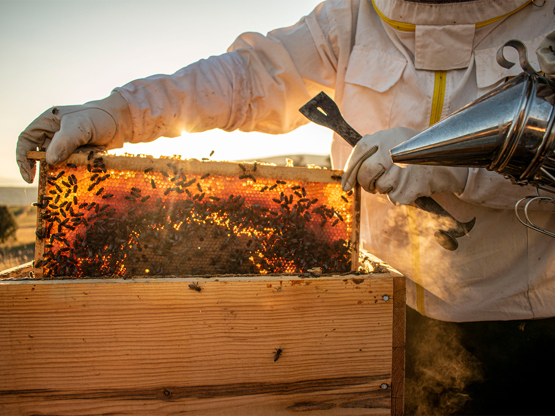 Beekeeper holding a honeycomb filled with bees.