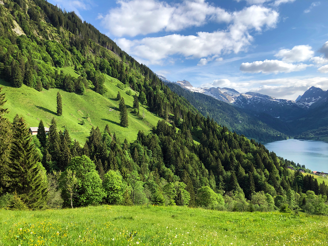 Forested area with many different trees, mountains and hills in the background.
