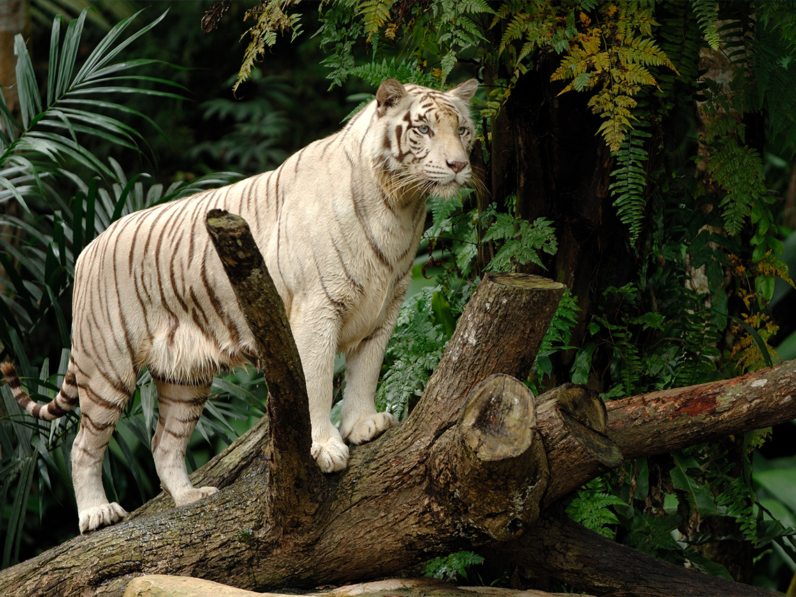 Endangered white tiger emerging from trees.