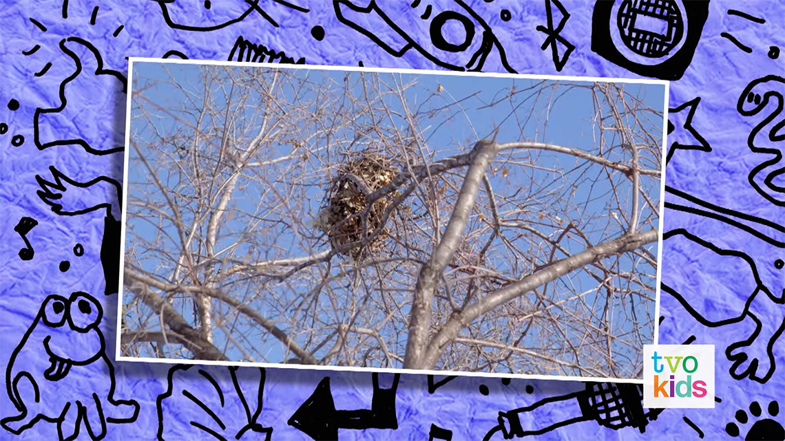 Simon's photograph of a squirrel nest at the top of a tall tree.