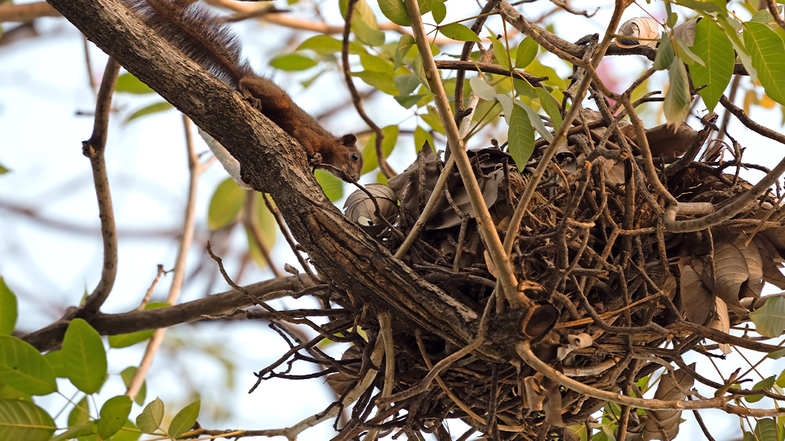 A close up photograph of a squirrel nest, showing the nest is made out of twigs and leaves.