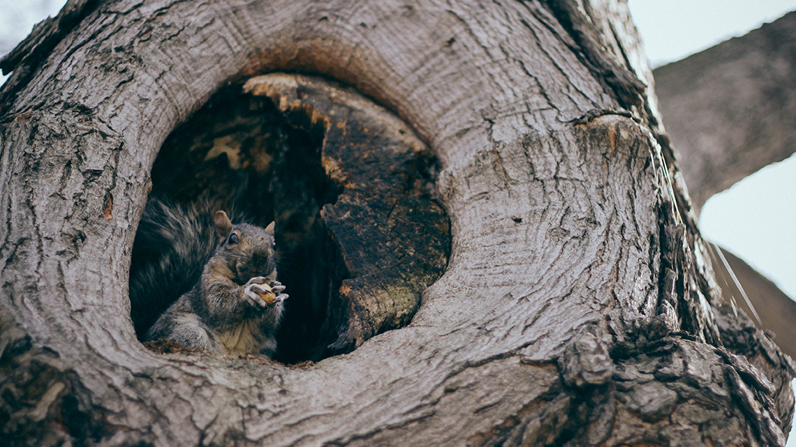 A squirrel at the entrance of its nest, which is built inside a tree cavity.
