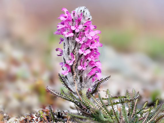 A plant that is flowering.