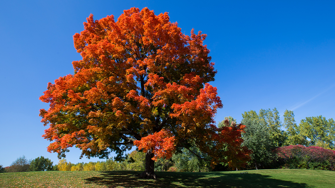 Maple tree