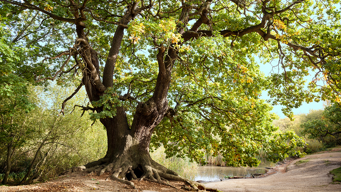 Oak tree