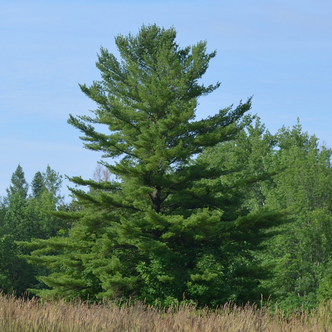 A white pine tree.