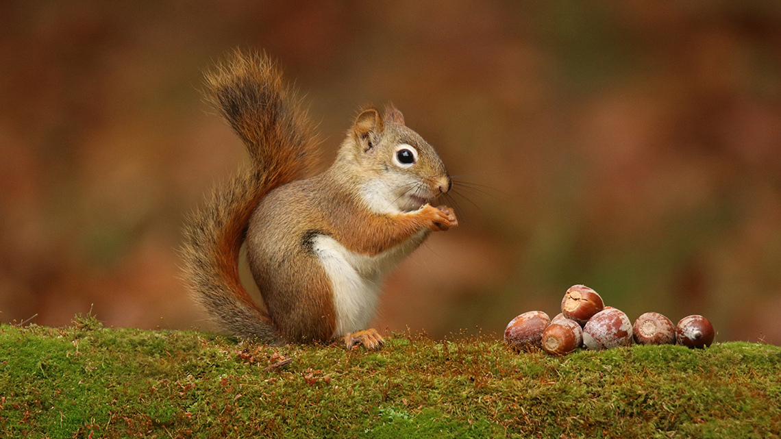 A squirrel with a pile of acorn nuts.