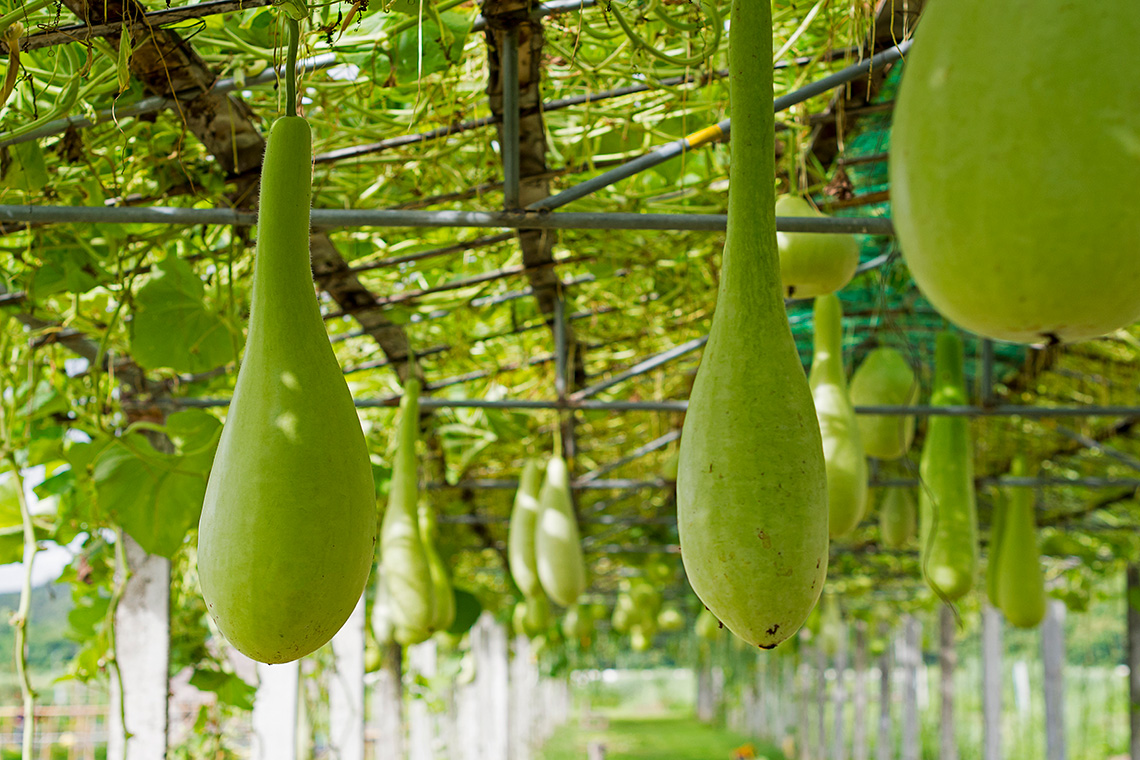 A garden with calabash fruit growing from hanging vines.