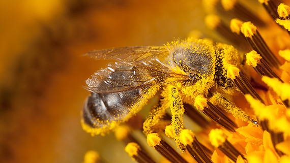 A close up image showing the large amount of pollen that is stuck all over a bee.