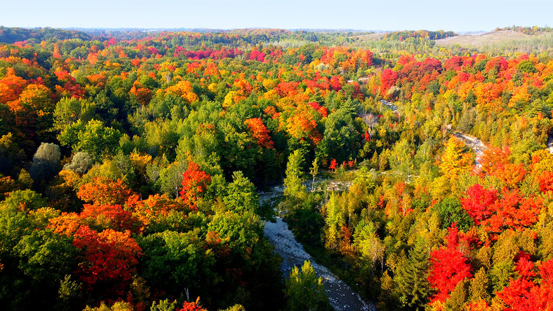 A forest with trees and a river. There are no buildings or roads.