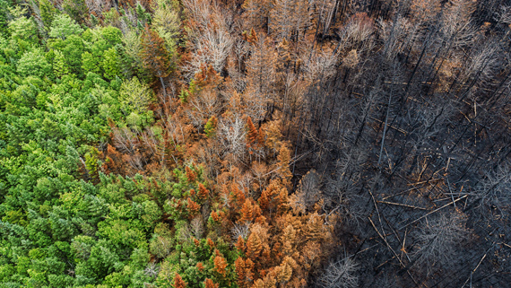 A forest which has been affected by fire. Some of the trees have burned down while some of them have not been affected.