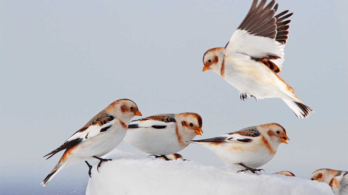 Snow bunting is a small, puffy, and mostly white bird