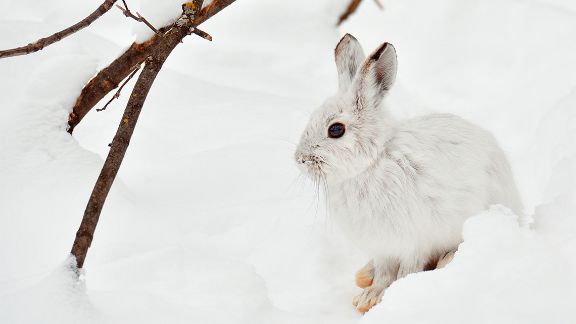 Arctic hares are small, short-eared, and mostly white rabbits