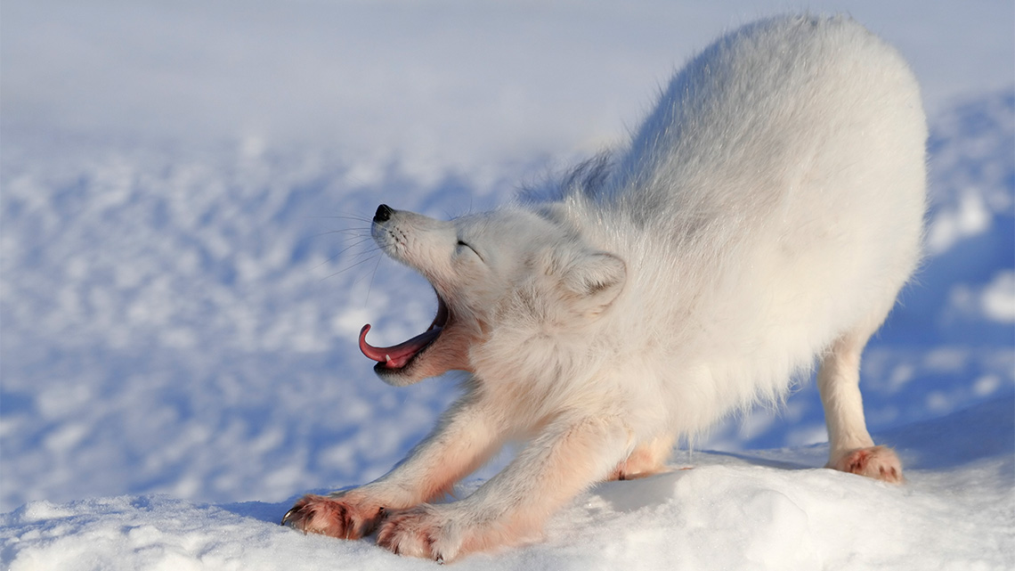 An arctic fox is a small, fluffy, ands mostly white type of fox