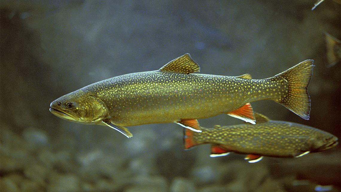 An Arctic char is a spotted fish, resembling a trout or salmon, found in arctic saltwater and freshwater