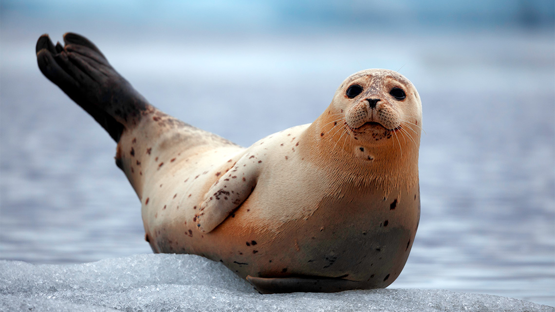 A Harp seal has a dog-like face, is mostly light grey, and has large black eyes