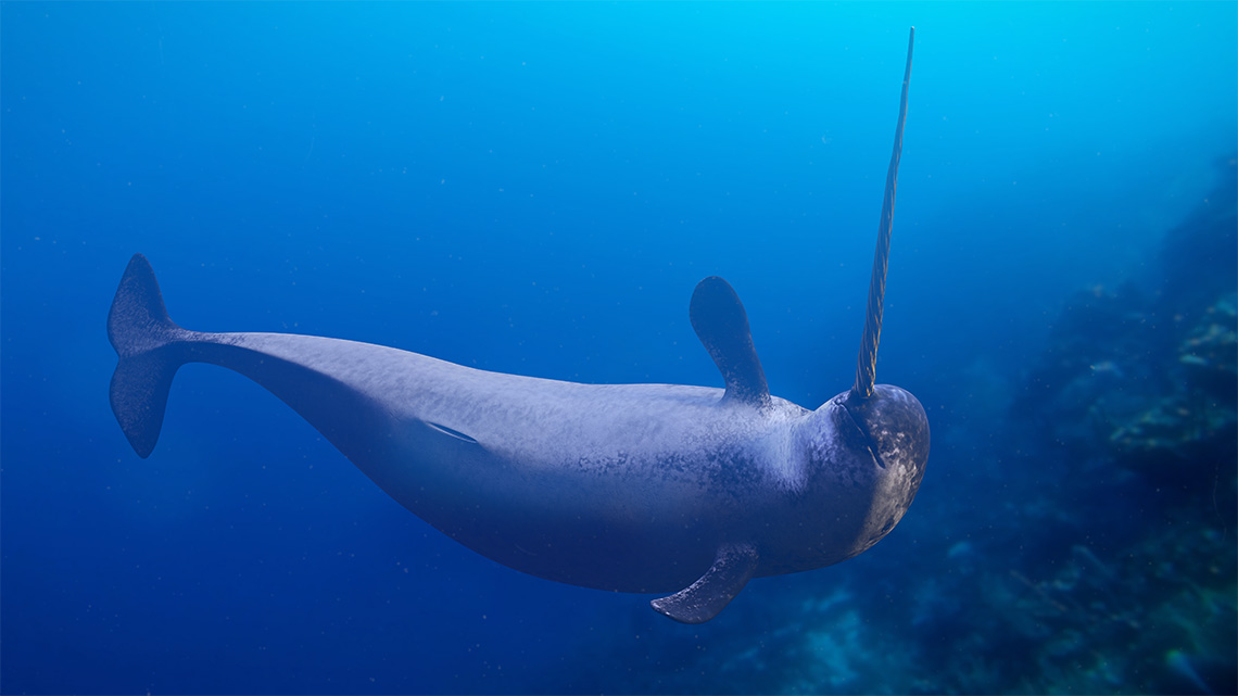 A narwhal has a tooth that grows out of its head like the horn of a unicorn