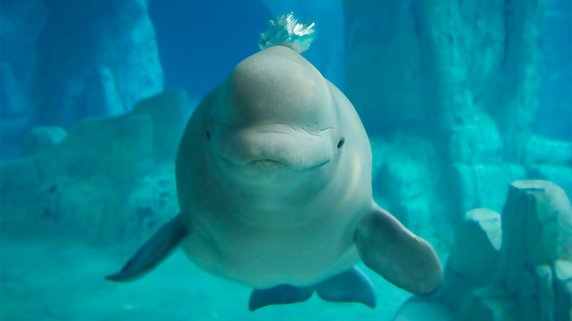 Belugas are small white whales with faces that appear to be smiling