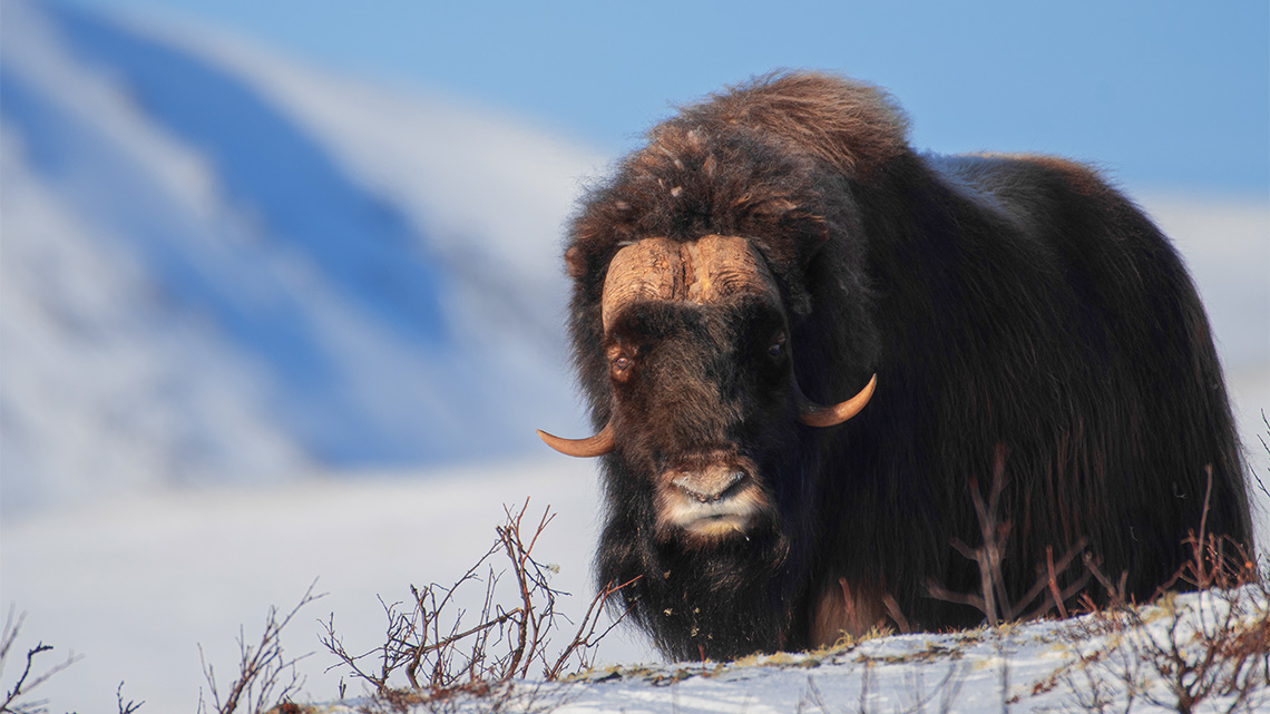 Muskox is like a large furry cow with horns that swoop down near its eyes