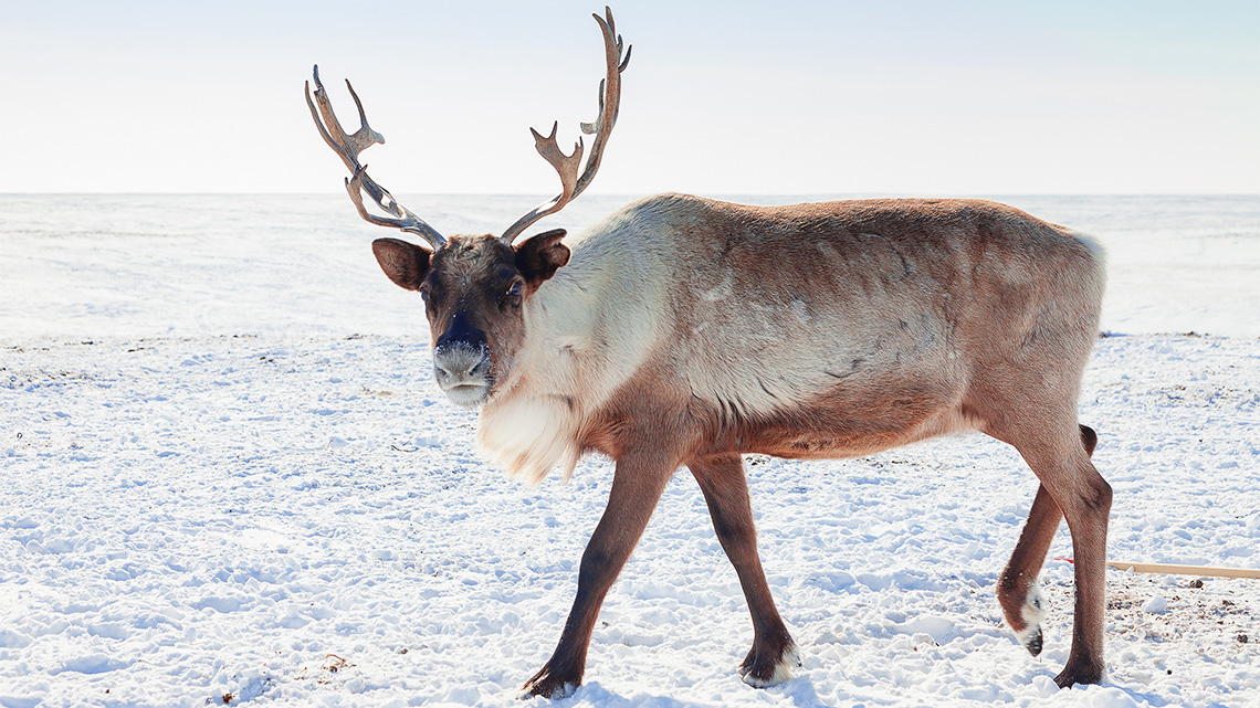 A Caribou is a moose-like animal with mostly white fur