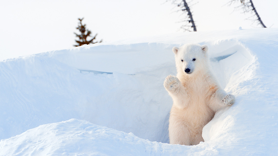 Polar bears are large white bears