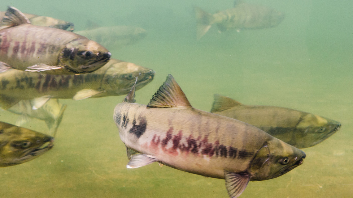 A school of salmon swimming in the Yukon.