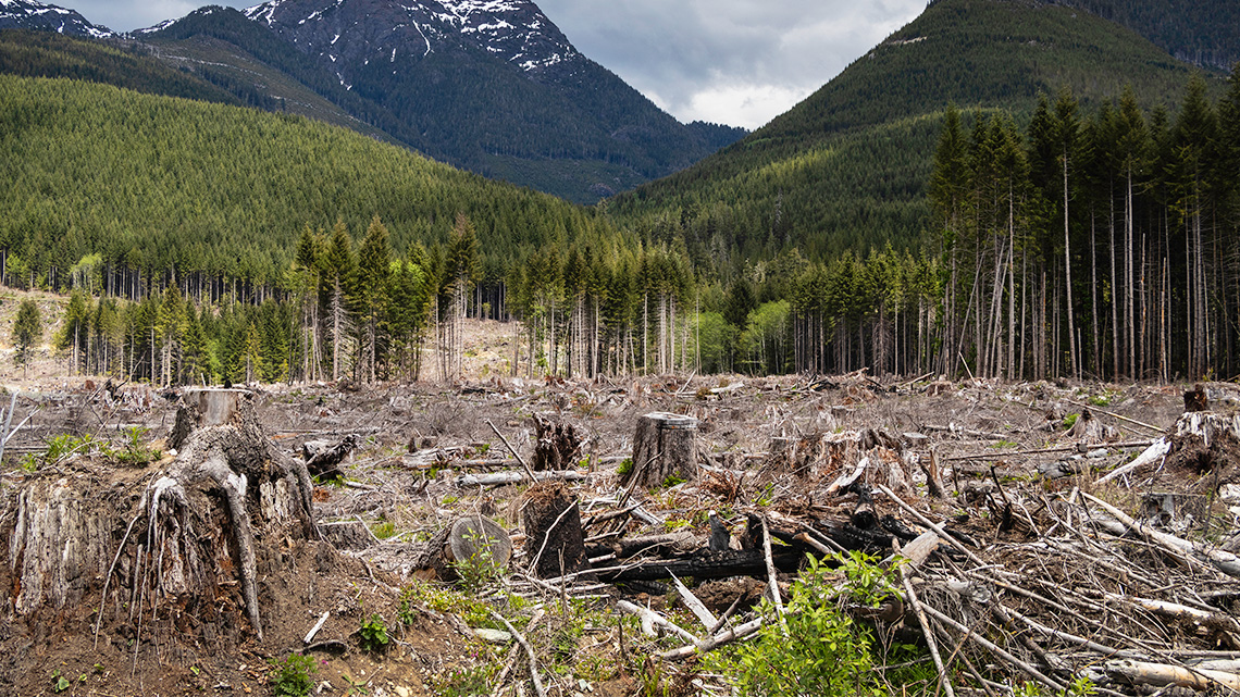A forest with a large area of clear cut trees in British Columbia.