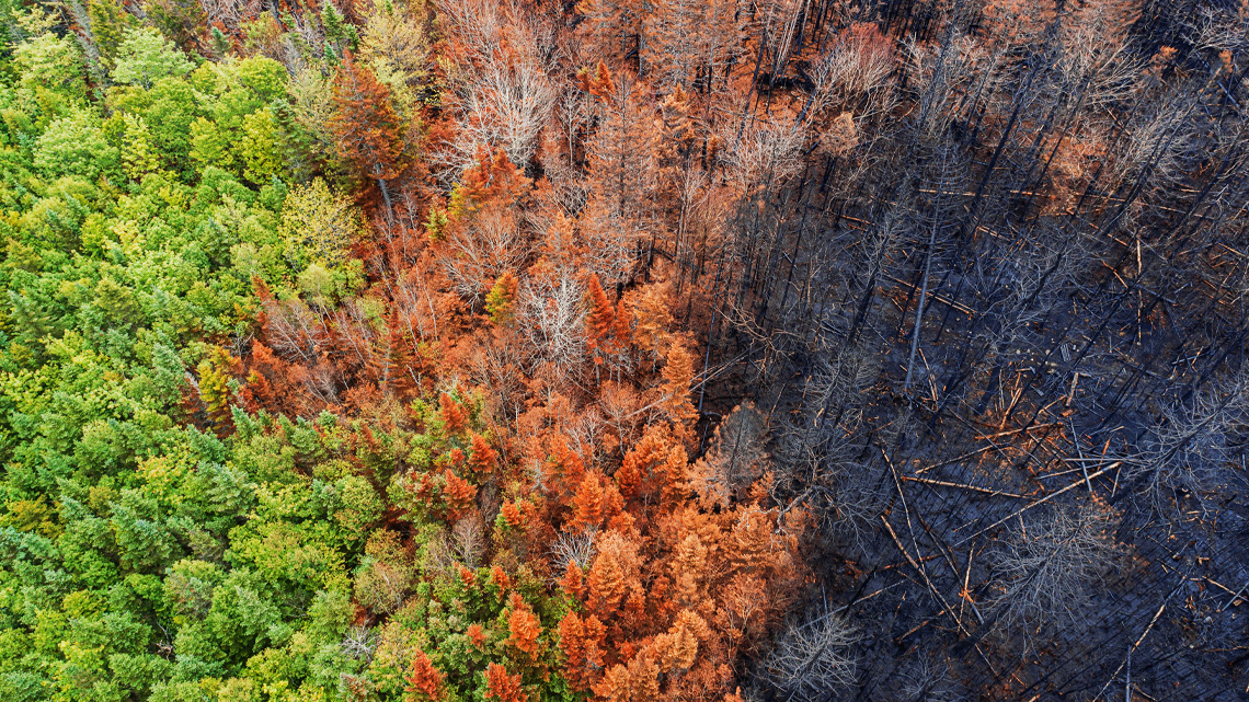 A forest with one third green trees, one third brown dying trees, and one third black burnt trees.