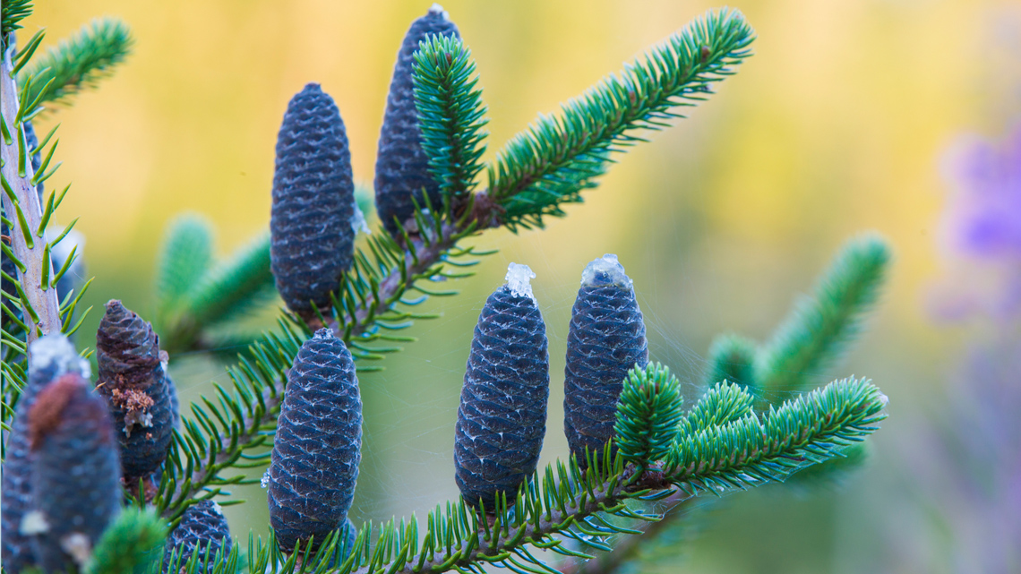 Dark immature pinecones with frost on top growing up out of skinny branches with many small green needles