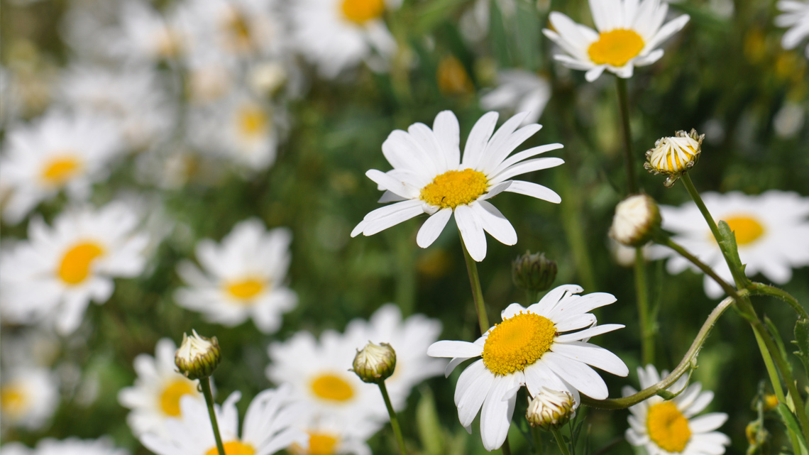Flowers with many white oval-shaped petals blooming from a circular yellow centre attached to skinny green stems